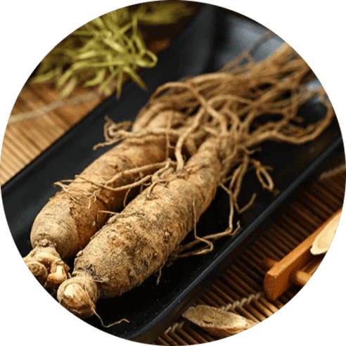 Panax Ginseng for Mental Energy and Focus